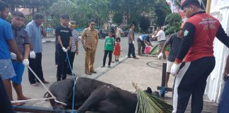 Wawali Balikpapan Bagikan Ribuan Bungkus Daging Kurban