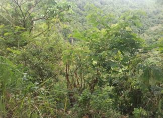 Diduga Alami Gangguan Jiwa, Warga Manggarai Melompat di Jurang “Wae Garit”