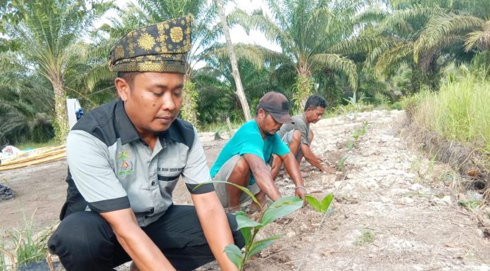 Tingkatkan Ekonomi Masyarakat, Direktur CV Buah Segar Indonesia Ajak Masyarakat Dumai Tanam Manggis dan Pinang Batara