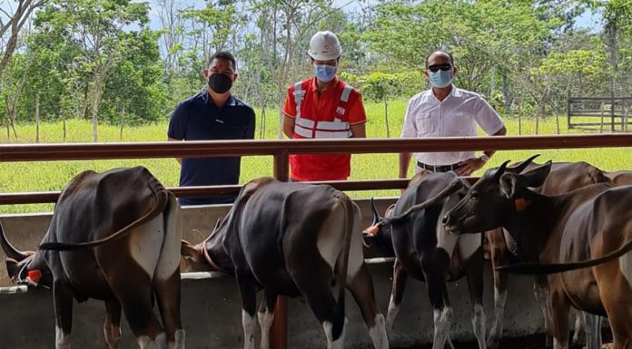 Jayatama Ranch Sukses Budidayakan Sapi Pedet