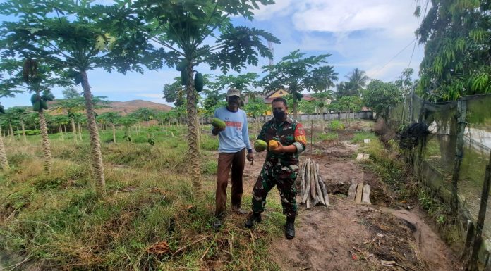 Babinsa Kelurahan Manggar Baru Giat Laksanakan Monitoring dan Pendampingan Kepada Petani Pepaya