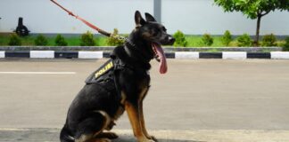 Polri Perkenalkan K9 Andalan dalam Pengungkapan Kasus Kejahatan Narkoba dan Keamanan Negara