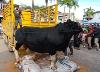 Pemkot Salurkan Sapi Kurban Presiden Prabowo ke Masjid Al-Ula Balikpapan