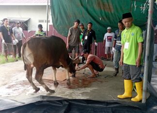Masjid Miftahussalam Bangun Reksa Sembelih 8 Sapi dan 3 Kambing, Nambah 2 Ekor dari Tahun Sebelumnya