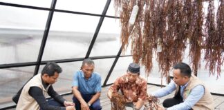 Electrifying Marine: PLN Dorong Sentra Rumput Laut Modern Tihi-Tihi dan Pacu Produktivitas Hingga 6 Ton