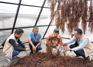 Electrifying Marine: PLN Dorong Sentra Rumput Laut Modern Tihi-Tihi dan Pacu Produktivitas Hingga 6 Ton
