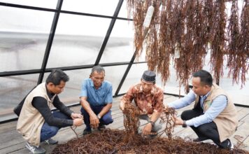 Electrifying Marine: PLN Dorong Sentra Rumput Laut Modern Tihi-Tihi dan Pacu Produktivitas Hingga 6 Ton