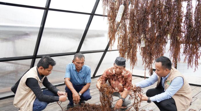 Electrifying Marine: PLN Dorong Sentra Rumput Laut Modern Tihi-Tihi dan Pacu Produktivitas Hingga 6 Ton
